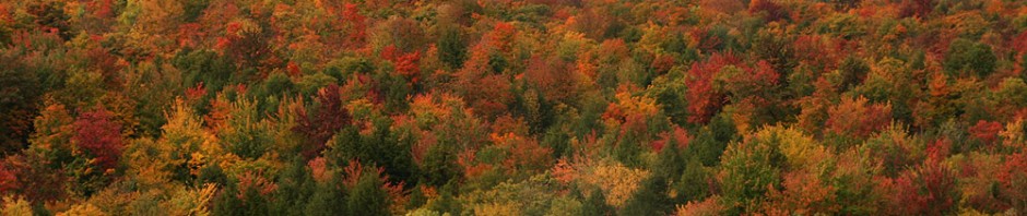An image of fall foliage and some mountain snow along the Mountain Road in Stowe, Vermont