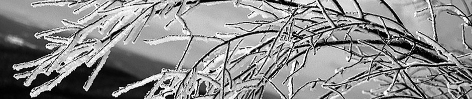 An image of snow on branches near the top of the Brandywine trail at Bolton Valley Resort in Vermont