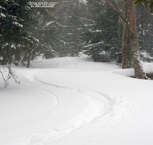 An image of a ski track in powder snow in the trees at Bolton Valley Resort in Vermont