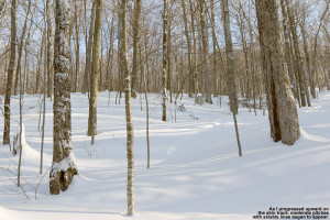 An image showing some potential ski terrain above the Overland Cross-Country Ski Trail on the west face of Dewey Mountain in Vermont