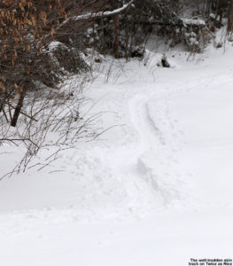 An image of a skin track for ski touring on the Twice as Nice trail at Bolton Valley Ski Resort in Vermont