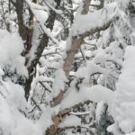 An image of fluffy upslope snow from a recent storm on the branches of trees in the Nosedive Glades area of Stowe Mountain Resort in Vermont