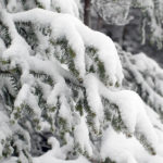 An image of fresh snow on evergreen branches at Bolton Valley Ski Resort in Vermont