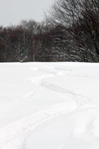 An image of ski tracks in powder snow at Bolton Valley Resort in Vermont