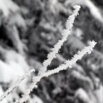 An image of rime ice on some branches high on Mt. Mansfield near Stowe Mountain Resort in Vermont after a late April snowstorm