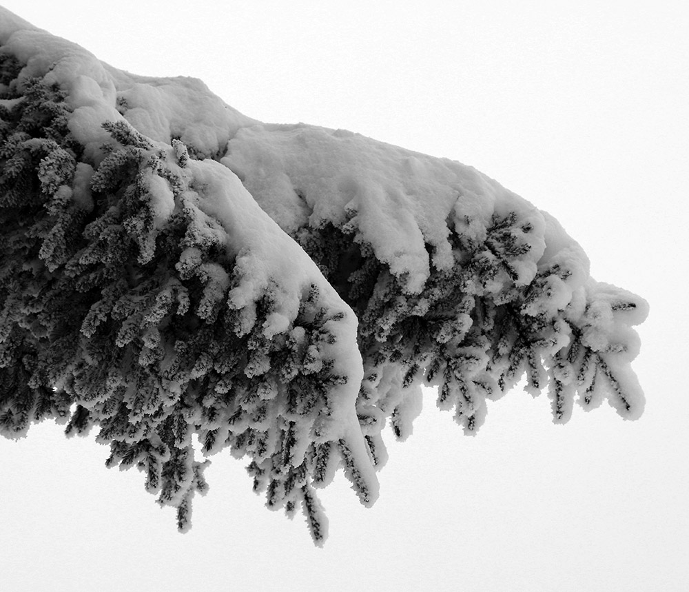 An image of fresh snow on an evergreen bough after a December snowstorm at Bolton Valley Ski Resort in Vermont