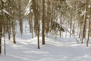 An image of untracked snow in the Snow Hole and Branches area at Bolton Valley Ski Resort in Vermont