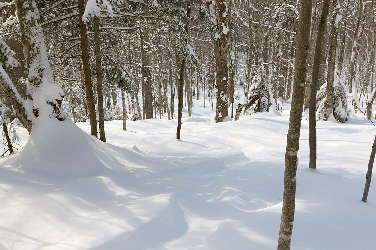 An image of some glades with powder snow to the west of the Holden's Hollow area during a ski tour on the Nordic and Backcountry Network at Bolton Valley Ski Resort in Vermont