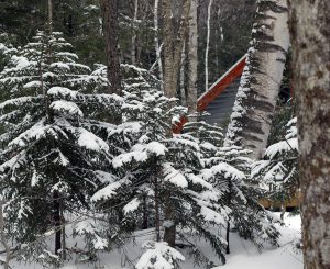 An image of snowy evergreens by a cabin on the Nordic and Backcountry Network at Bolton Valley Ski Resort in Vermont