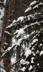 An image of snow on evergreens during a ski tour on the Nordic and Backcountry Network at Bolton Valley Resort in Vermont
