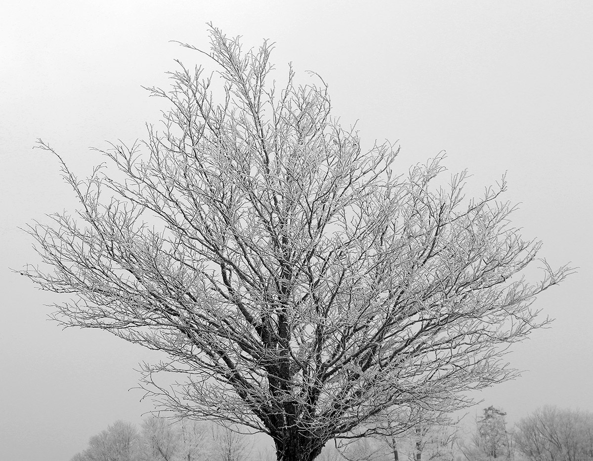 An image of a tree covered in snow and rime after a recent winter storm at Bolton Valley Ski Resort in Vermont