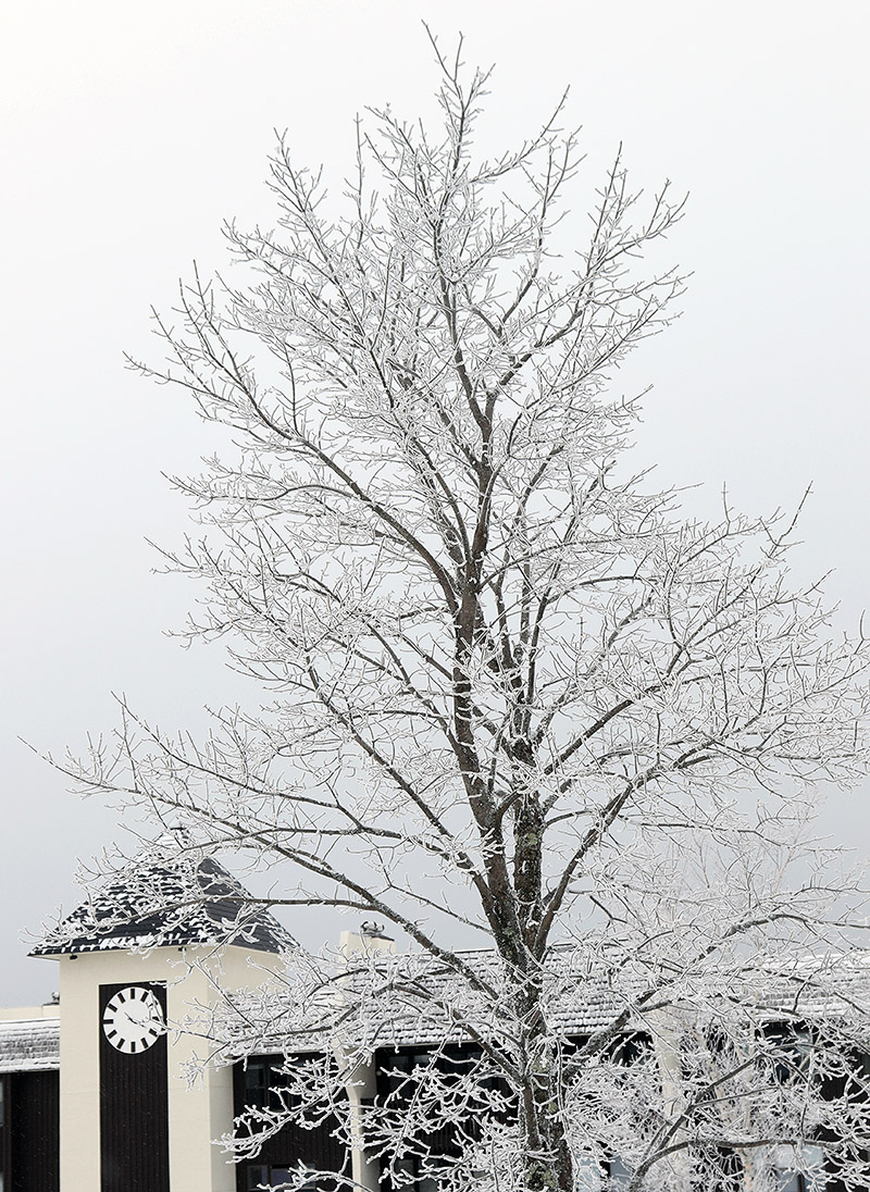 An image of a tree covered in snow and rime, as well as the clock tower at the Village circle after a recent winter storm at Bolton Valley Ski Resort in Vermont