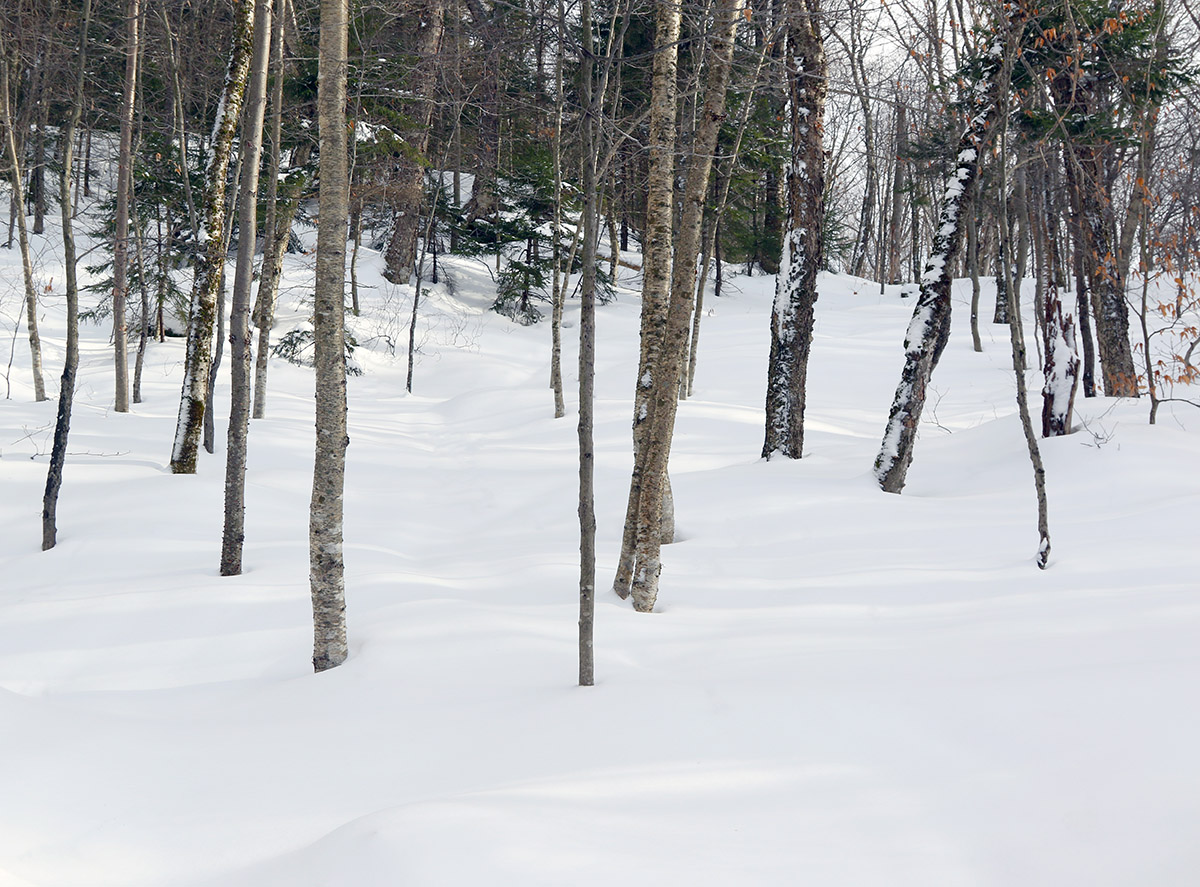 An image of one of the glades in the Holden's Hollow area on the Nordic and Backcountry Network at Bolton Valley Ski Resort in Vermont