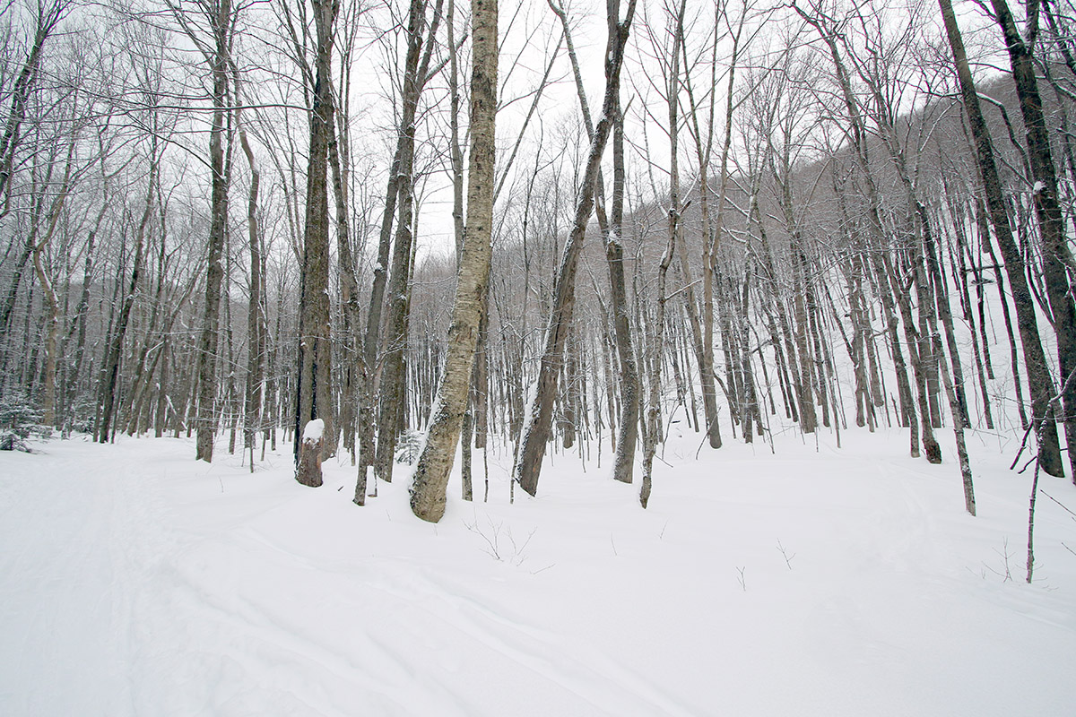 An image showing some of the ski terrain above the Catamount Trail on the south side of the Nebraska Valley in Vermont