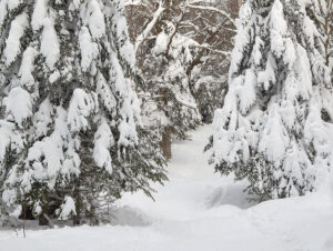 An image of evergreens laden with snow from recent storms along the Catamount Trail on the Nordic and Backcountry Network at Bolton Valley Ski Resort in Vermont
