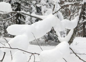 An image of upslope snow clinging to a tree branch on the Nordic and Backcountry Network at Bolton Valley Ski Resort in Vermont