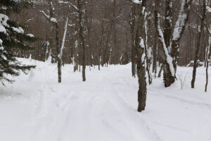 An image of the Alchemist glade on the Nordic and Backcountry Network at Bolton Valley Ski Resort in Vermont