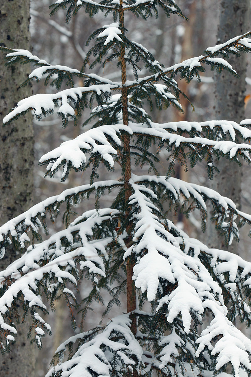 An evergreen with a light accumulation of snow on the Nordic and Backcountry Network at Bolton Valley Ski Resort in Vermont