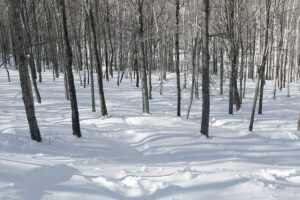 An image of Doug's Woods with nearly untouched powder snow on a March ski tour at Bolton Valley Resort in Vermont
