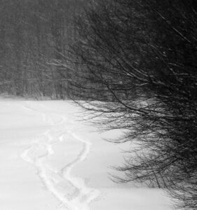 An image of ski tracks in powder snow during Winter Storm Sage from people ski touring in the Timberline area of Bolton Valley Resort in Vermont