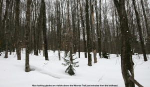 An image of some glades for skiing along the Monroe Trail on Camel's Hump in Vermont