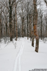 An image of a ski track traversing along Camel's Hump in Vermont