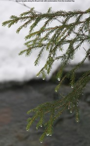 An image of a spruce bough with beads of water