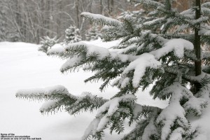 An image of snowy evergreen branches