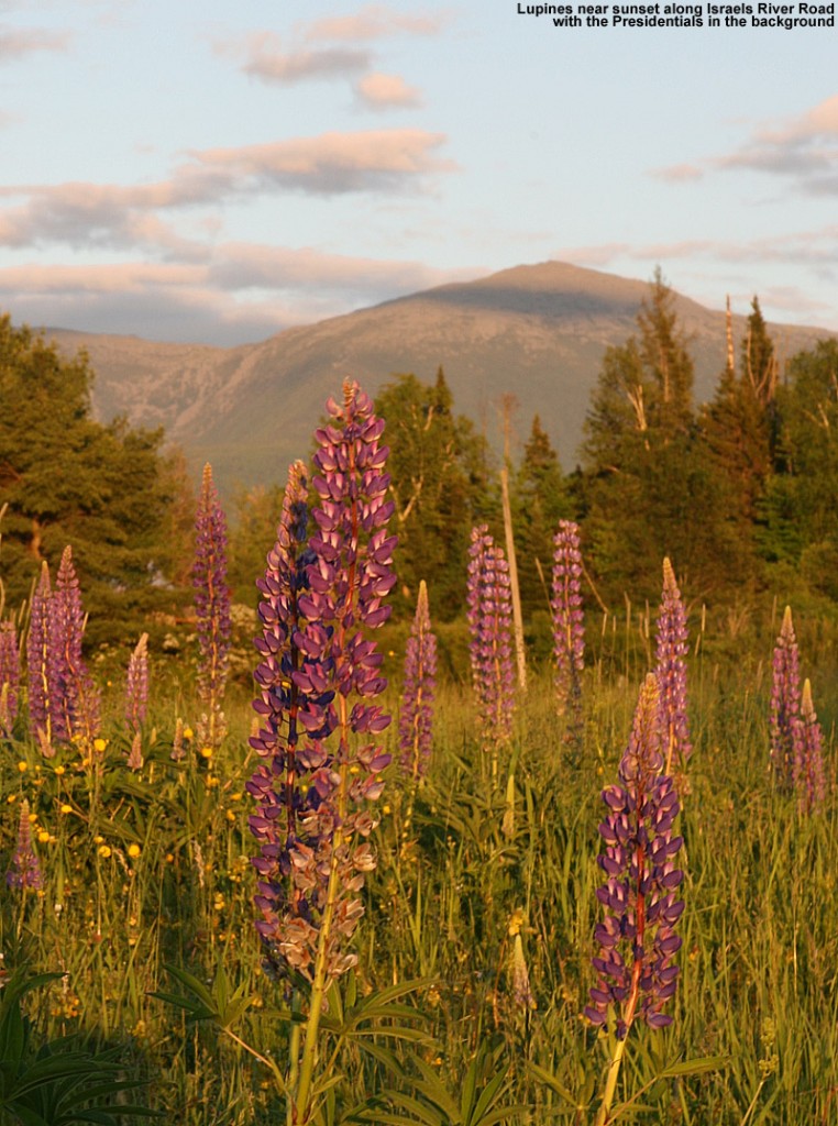 Image of lupines at sunset with the Presidential Range in the background