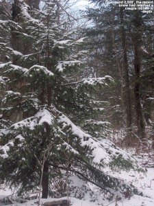 An image of November snow on the trees and ground up at Bolton Valley Resort in Vermont