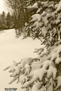 An image of fresh snow on an evergreen at Bolton Valley Resort in Vermont
