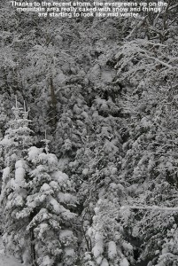 An image of evergreens caked with snow at Bolton Valley ski resort in Vermont after about a foot of snow