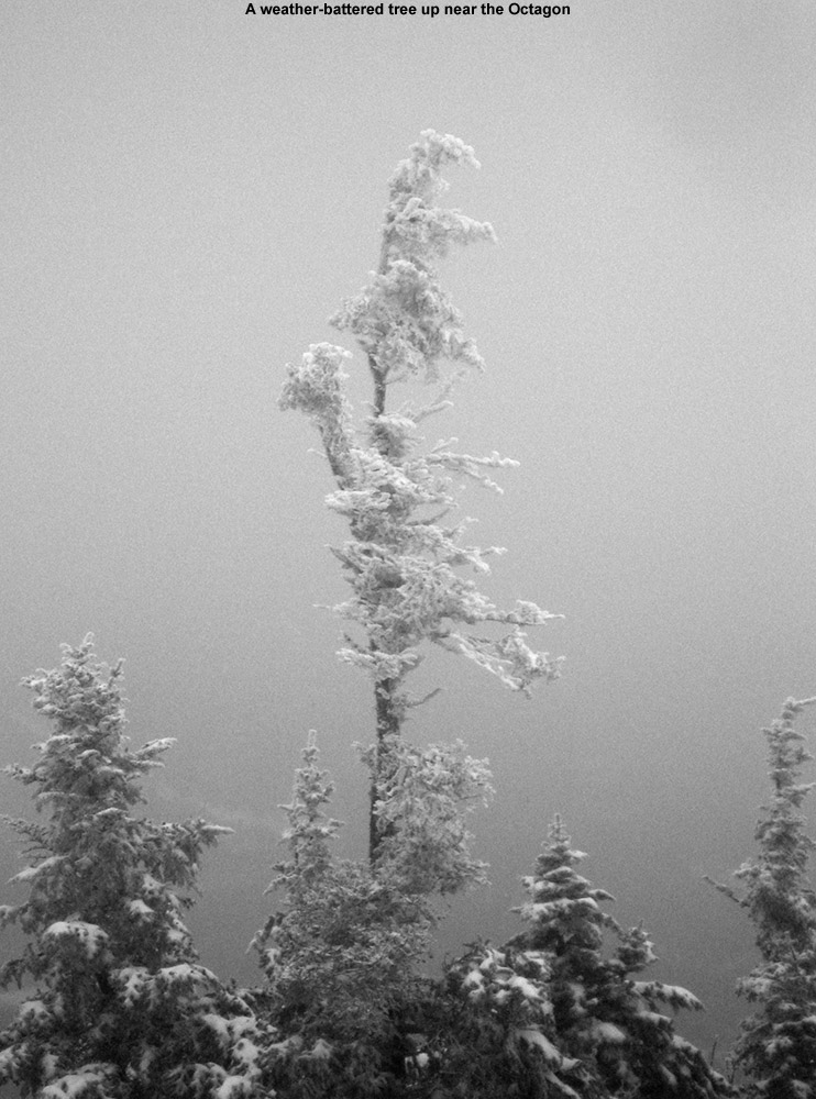 A black and white image of a weather-battered tree as viewed from the Octagon building at Vermont's Stowe Mountain Resort near the top of Mt. Mansfield