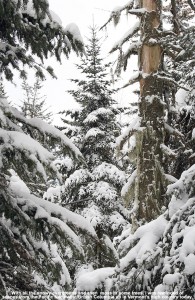 An image of evergreens with snow and some hanging moss along the Catamount Trail north of Bolton Valley Ski Resort in Vermont
