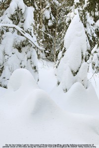 An image of evergreens caked and buried with powder snow along the Catamount Ski Trail north of Bolton Valley Ski Resort in Vermont