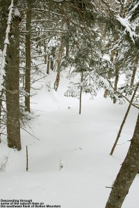 An image of a ski line through the trees above the Catamount Trail on Bolton Mountain, north of Bolton Valley Ski Resort in Vermont