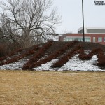A dusting of snow is seen on the mulch surround the "UVM" bushes at the University of Vermont