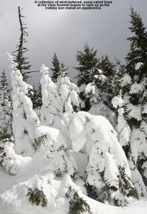 An image of sun lighting up powder that is caked on evergreens near the Vista Summit at Bolton Valley Ski Resort in Vermont