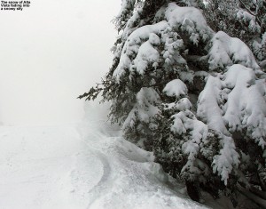 An image of the edge of the Alta Vista trail at Bolton Valley Ski Resort in Vermont