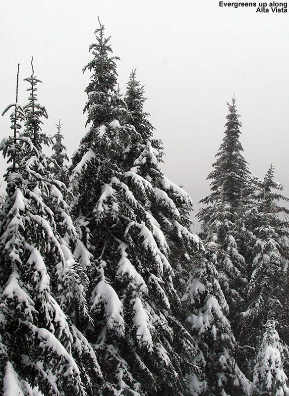 An image of snow-covered evergreens along the edge of the Alta Vista trail at Bolton Valley Ski Resort in Vermont
