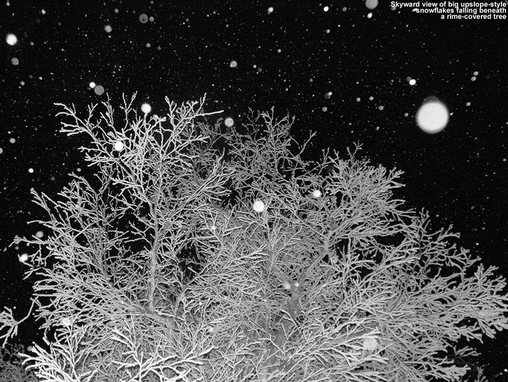 An image of a rime-covered tree with snowflakes falling against a night sky at Bolton Valley Ski Resort in Vermont 