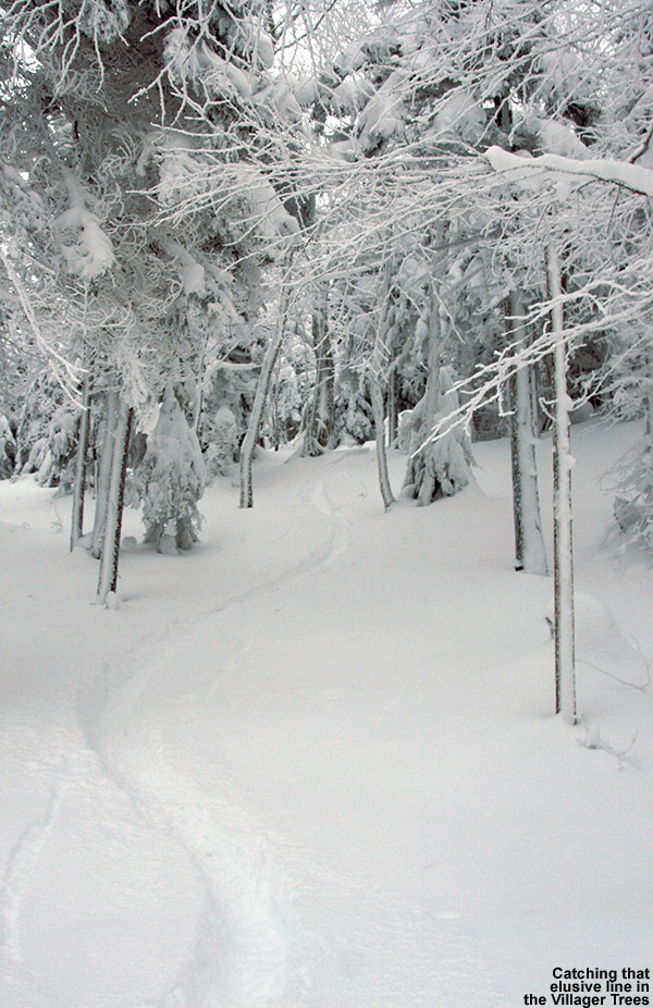 An image of a ski track in powder in the Villager Trees area of Bolton Valley Ski Resort in Vermont