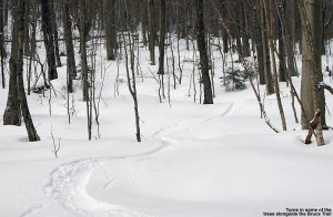 An image of ski tracks in powder among trees along the Bruce Trail in the sidecountry of Stowe Mountain Resort in Vermont