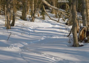 An image of ski tracks in powder on the backcountry network at Bolton Valley Resort in Vermont