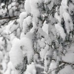 An image of fluffy powder snow sitting on evergreen boughs in the Villager Trees area of Bolton Valley Ski Resort in Vermont