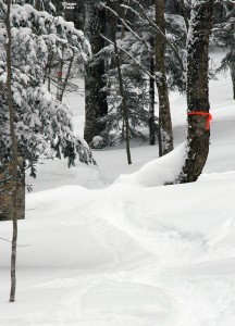 An image of a ski track in powder in the Villager Trees area of Bolton Valley ski Resort in Vermont