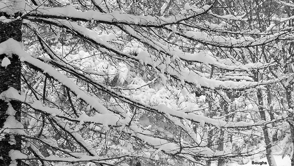 An image of snow sitting on dead branches on an evergreen in the Villager Trees area of Bolton Valley Ski Resort in Vermont
