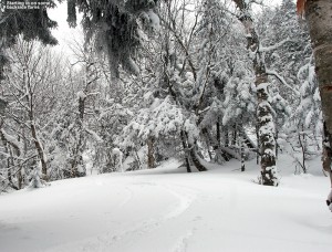 An image of a ski track in powder in the terrain off the back side of Bolton Valley Resort in Vermont