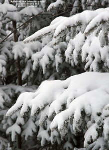 An image of fresh snow on evergreen boughs along the side of the Cobrass Trail at Bolton Valley Ski Resort in Vermont