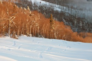 An image of ski tracks in the powder on the National trail at Stowe Mountain Resort in Vermont